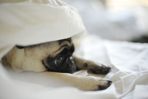 14 (és fél) alkalom, amikor teljesen jogosan maradhatsz ágyban egész álló nap - A kényeztetés eszközei -  - kifogások, lustálkodás, tippek,