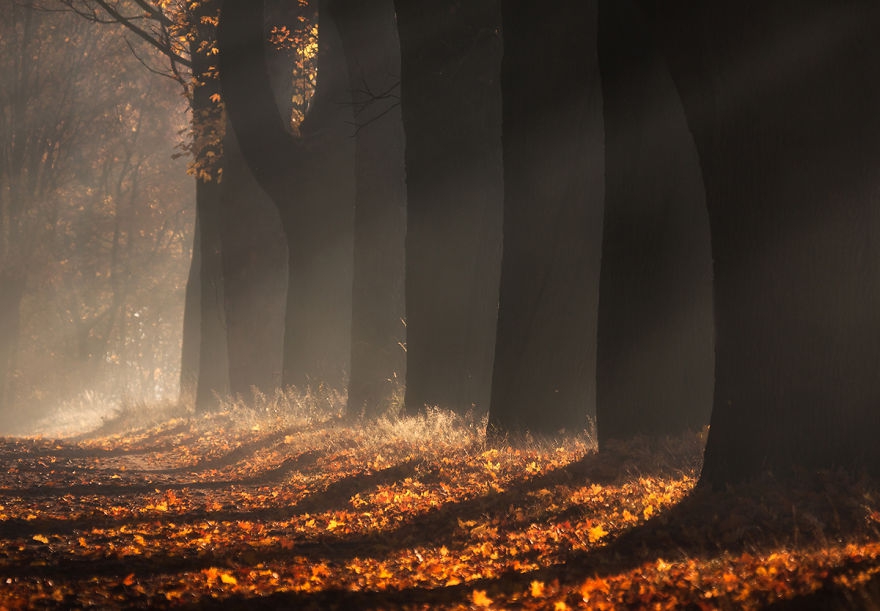 9 gyönyörű őszi fotó egy lengyel erdőről -  -  - hangulat, Lengyelország, ősz, őszi erdő, őszi színek, 