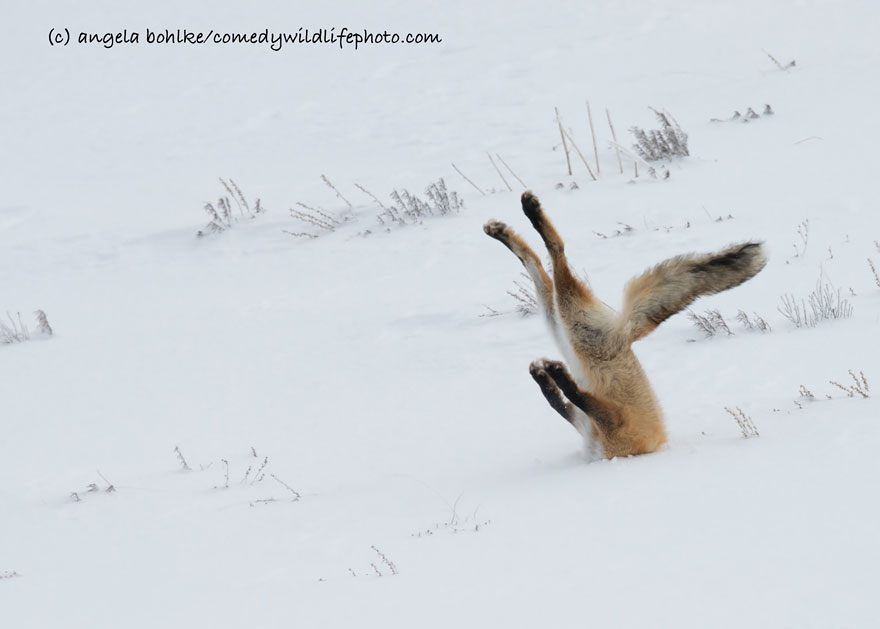 Top 10: A legviccesebb állatfotók az idei Comedy Wildlife Photography Awardsról - STYLELIFE -  - 