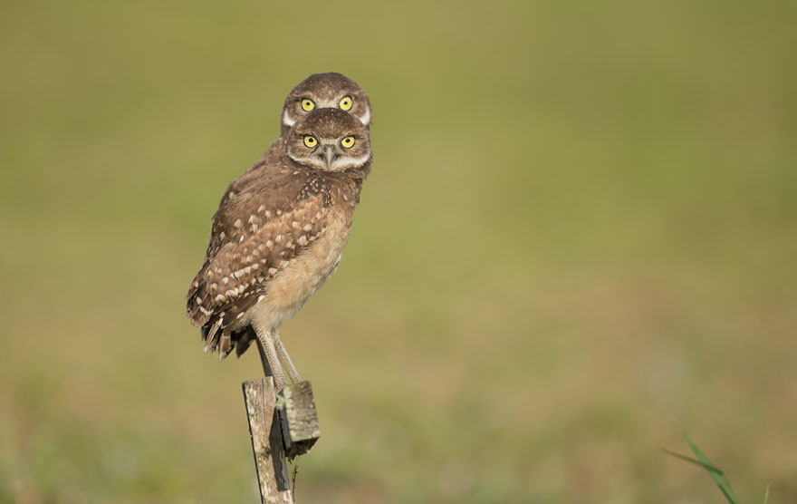 Top 10: A legviccesebb állatfotók az idei Comedy Wildlife Photography Awardsról - STYLELIFE -  - 