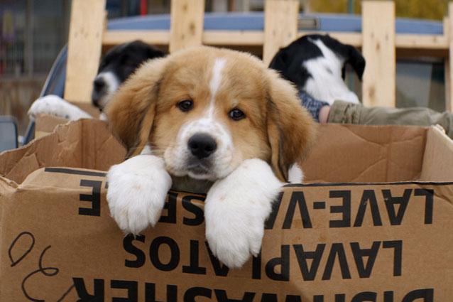 7 film, amiért érdemes moziba menni januárban -  -  - 2017, filmek, január, mozi, mozifilmek, 