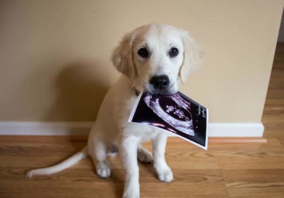 Top10: a legcukibb bejelentések a kisbaba érkezéséről -  -  - baba, babavárás, bejelentés, cuki, kreatív, ötletek, szülők, 
