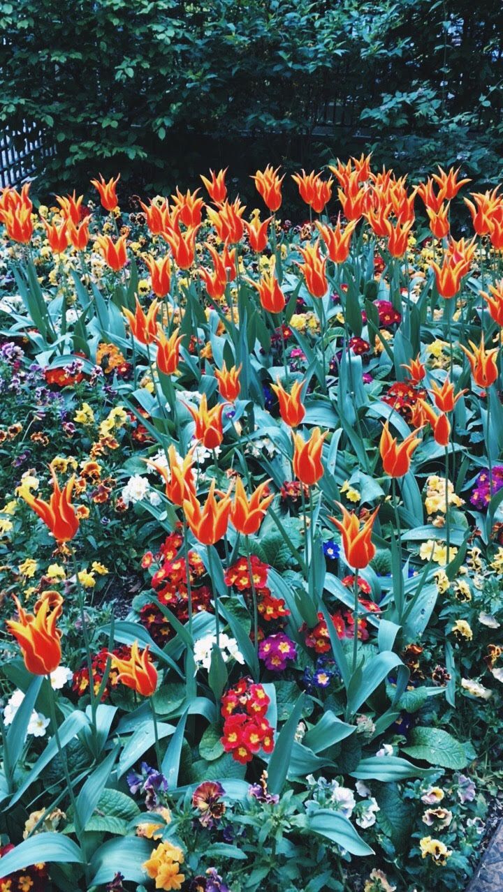 Top30: gyönyörű képek a tavaszi Párizsról -  -  - fotók, franciaország, párizs, tavasz, 