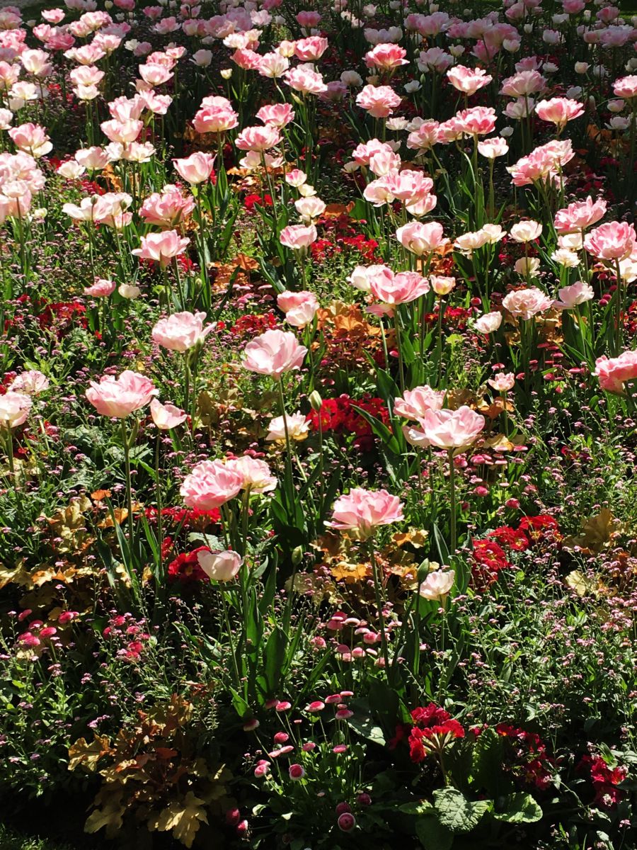 Top30: gyönyörű képek a tavaszi Párizsról -  -  - fotók, franciaország, párizs, tavasz, 