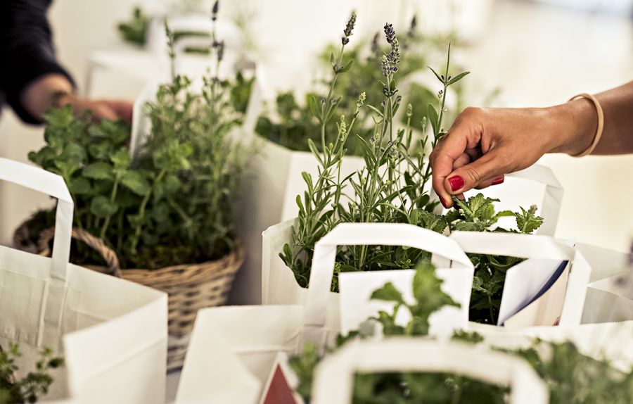 Nyári Foodie-kalauz Mautner Zsófival: ehető gyomnövényekkel indult a MOM Park Gasztro Napok - Kikapcsoló - STYLENEWS - gasztronómia, mautner zsófi, mom park, 
