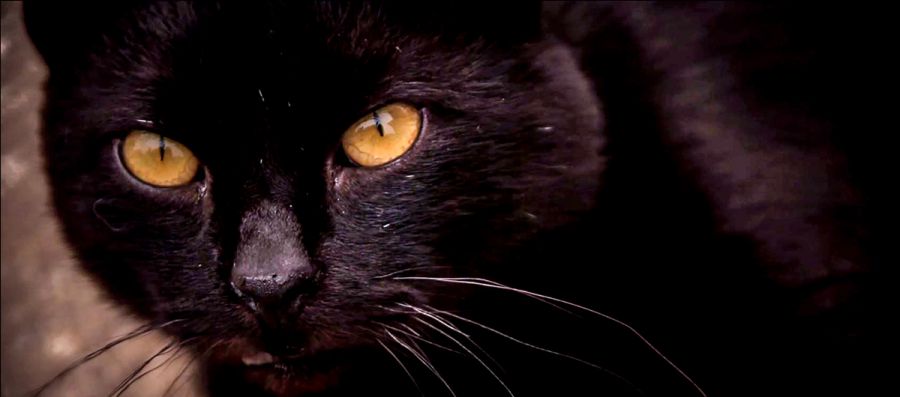 Tehetünk ellene, tegyünk is ellene! -  -  - állatok világnapja, emag,