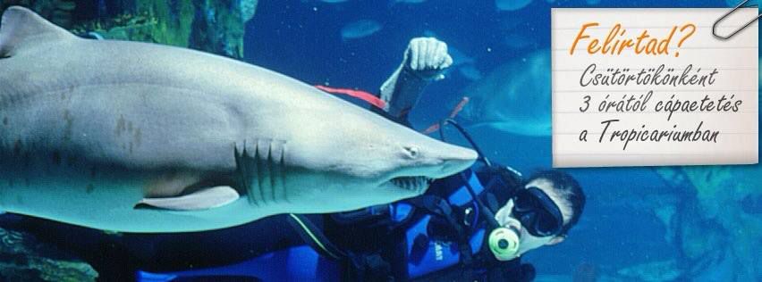 Közép-Európa egyedülálló attrakciója lehetne a budapesti delfinárium - beszélgetés Farkasdi Thomasszal, a Tropicarium tulajdonosával -  -  - állatkert, budapest, interjú, tropicarium, 