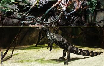 Tudtad? Érdekességek az állatvilágból - Törpekajmán - STYLELIFE -  - törpekajmán, tropicarium, tropicarium magyarország, 