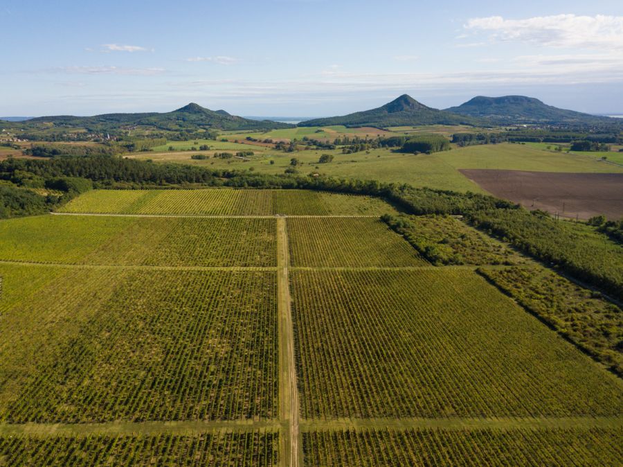 Varga Pincészet - A jövő felé - Interjúk -  - badacsony, balaton, interjú, varga pincészet, 