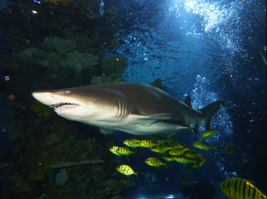 Fogadj örökbe egy cápát! -  -  - állatkert, cápás állatkert, örökbefogadás, tropicarium, 