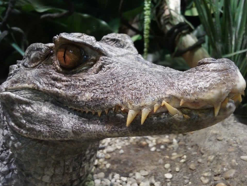 Fogadj örökbe egy cápát! -  -  - állatkert, cápás állatkert, örökbefogadás, tropicarium, 