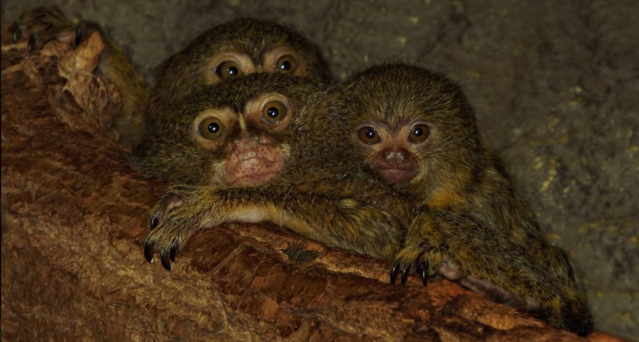 Fogadj örökbe egy cápát! -  -  - állatkert, cápás állatkert, örökbefogadás, tropicarium, 