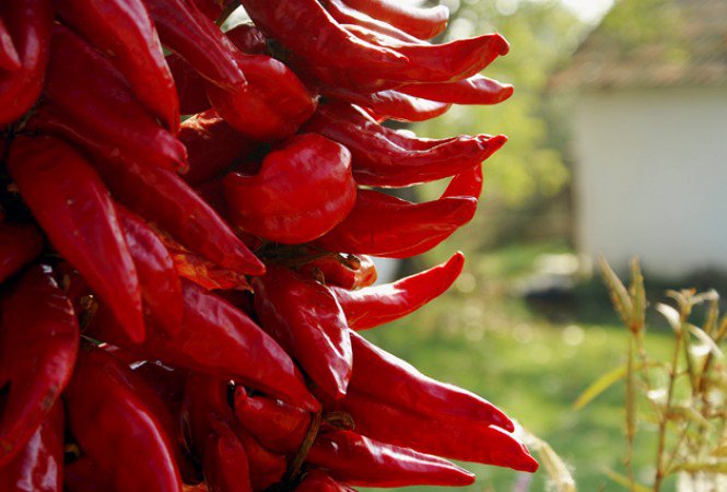 Így gyógyít a hagyma - Egészség -  - egészség, gasztronómia, hagyma, kapszaicin, paprika, táplálkozás, 