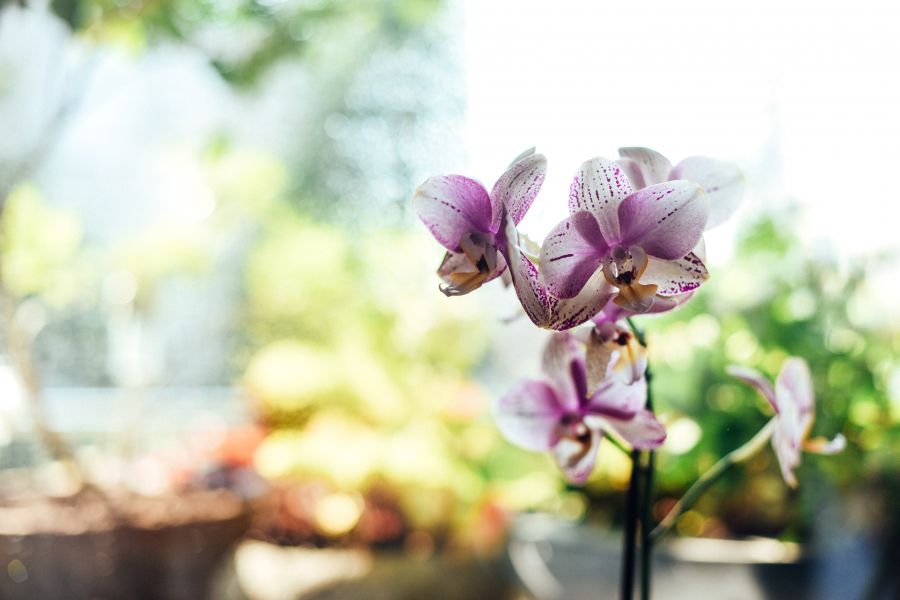 Orchideák között: Kirándulás ajánló - STYLELIFE - Utazás - dubrovnik, orchidea, 