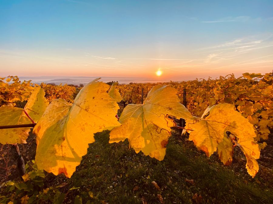 Sétált oroszlánokkal, evezett aligátorok és búvárkodott cápák között – most Etyeken készít különleges borokat - STYLELIFE - Gasztronómia - bor, borász, Etyek, The Vine HRVSTD for You, varga zsombor,