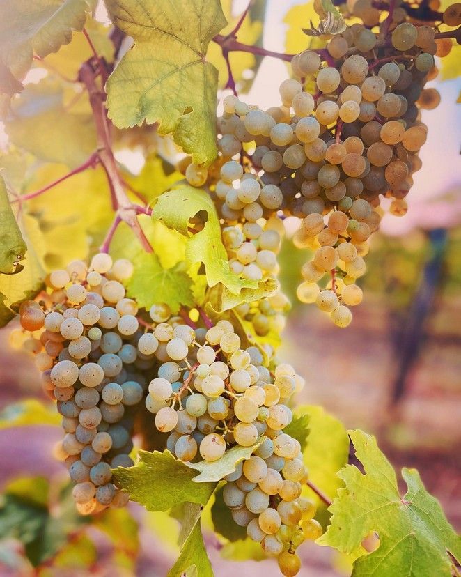 Sétált oroszlánokkal, evezett aligátorok és búvárkodott cápák között – most Etyeken készít különleges borokat - STYLELIFE - Gasztronómia - bor, borász, Etyek, The Vine HRVSTD for You, varga zsombor,