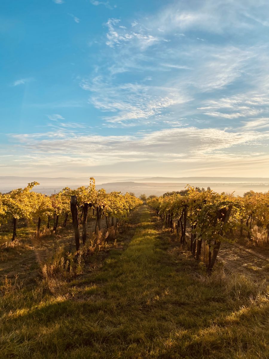 Sétált oroszlánokkal, evezett aligátorok és búvárkodott cápák között – most Etyeken készít különleges borokat - STYLELIFE - Gasztronómia - bor, borász, Etyek, The Vine HRVSTD for You, varga zsombor,