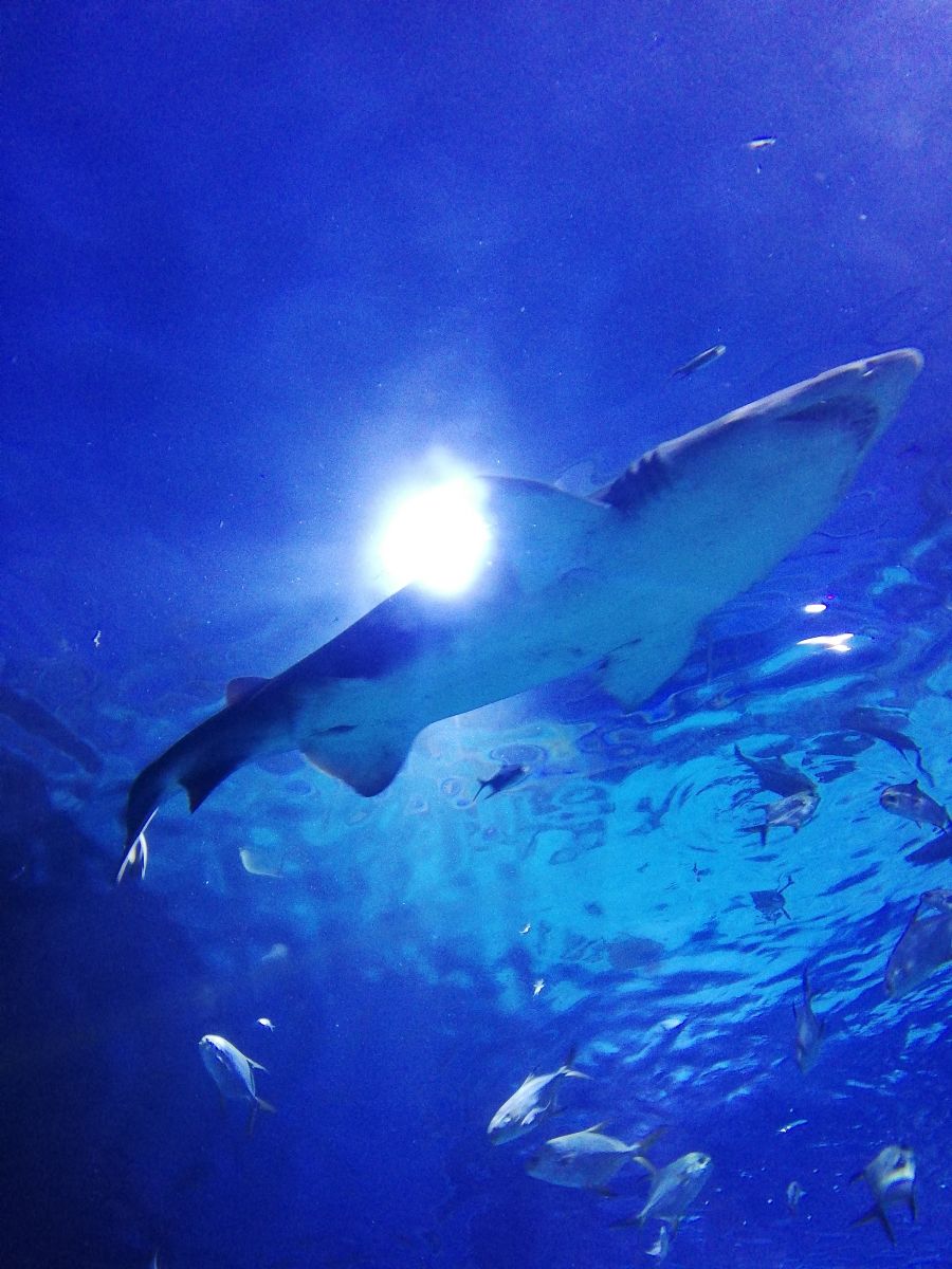 Homoki tigriscápák érkeztek a Tropicariumba - STYLENEWS -  - cápák, homoki tigriscápa, tropicarium,