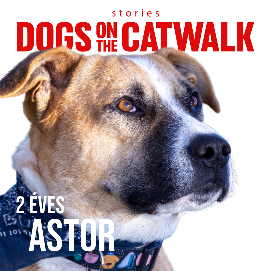 Kiskutyák a kifutón: Nemes ügy mellé álltak a sztárok -  -  - dogs on the catwalk, Kiskutyák a kifutón, kutyák, kutyus, örökbefogadás, örökbefogadható kutyák, 