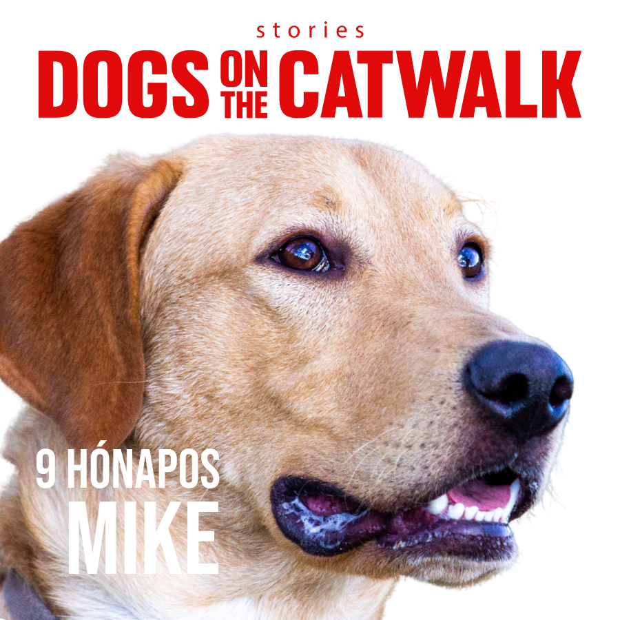 Kiskutyák a kifutón: Nemes ügy mellé álltak a sztárok -  -  - dogs on the catwalk, Kiskutyák a kifutón, kutyák, kutyus, örökbefogadás, örökbefogadható kutyák, 