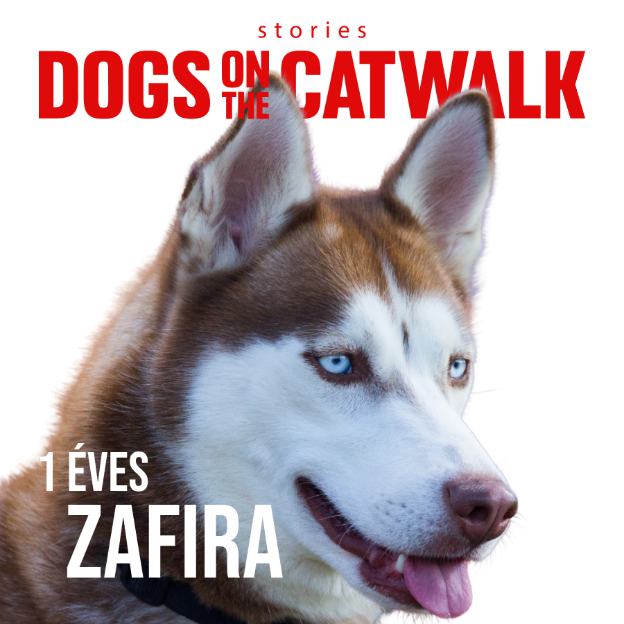 Kiskutyák a kifutón: Nemes ügy mellé álltak a sztárok -  -  - dogs on the catwalk, Kiskutyák a kifutón, kutyák, kutyus, örökbefogadás, örökbefogadható kutyák, 