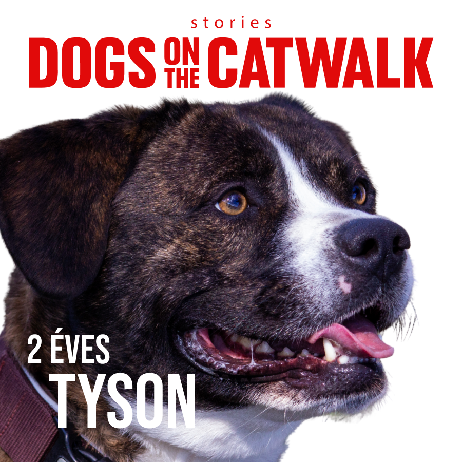 Kiskutyák a kifutón: Nemes ügy mellé álltak a sztárok -  -  - dogs on the catwalk, Kiskutyák a kifutón, kutyák, kutyus, örökbefogadás, örökbefogadható kutyák, 