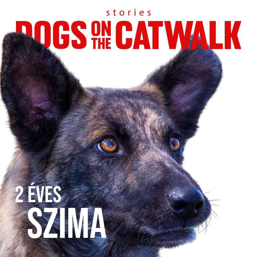 Kiskutyák a kifutón: Nemes ügy mellé álltak a sztárok -  -  - dogs on the catwalk, Kiskutyák a kifutón, kutyák, kutyus, örökbefogadás, örökbefogadható kutyák, 