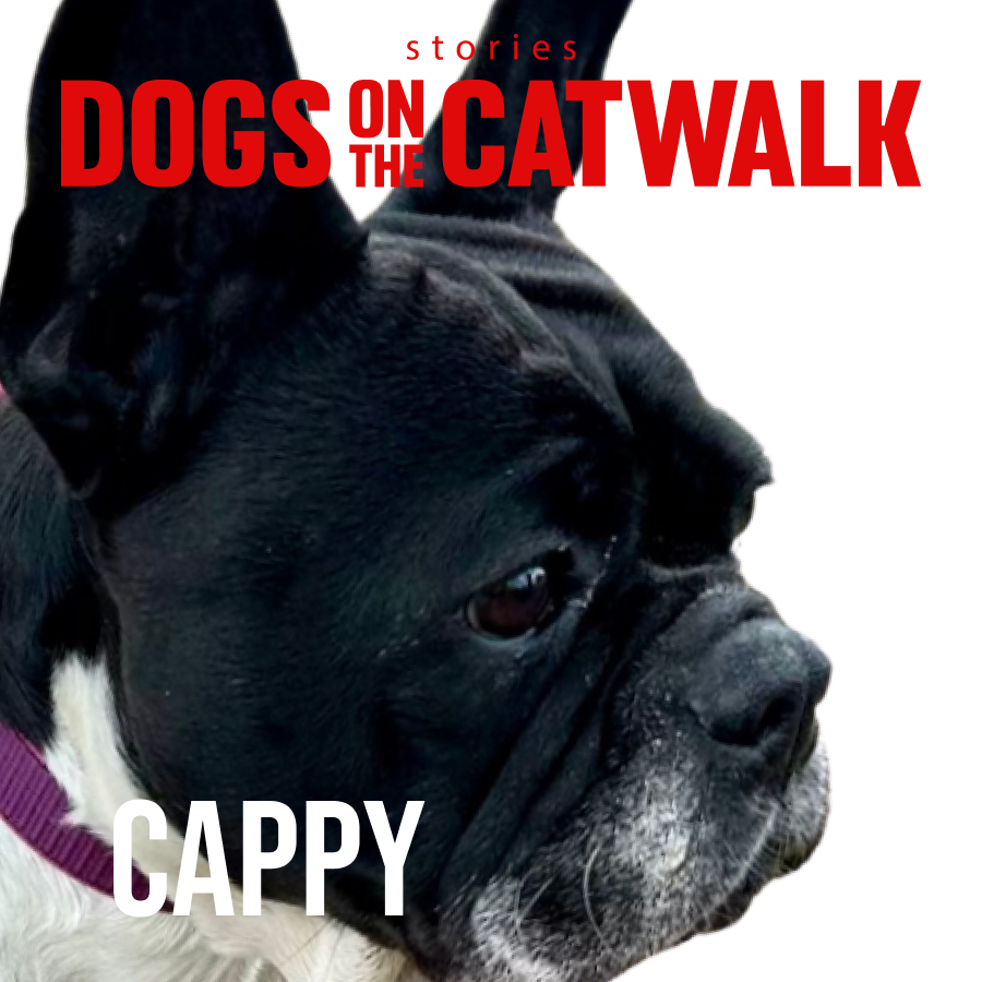 Kiskutyák a kifutón: Nemes ügy mellé álltak a sztárok -  -  - dogs on the catwalk, Kiskutyák a kifutón, kutyák, kutyus, örökbefogadás, örökbefogadható kutyák, 