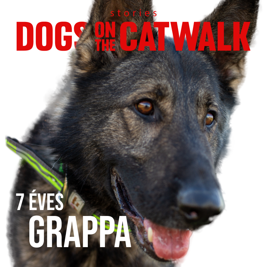 Kiskutyák a kifutón: Nemes ügy mellé álltak a sztárok -  -  - dogs on the catwalk, Kiskutyák a kifutón, kutyák, kutyus, örökbefogadás, örökbefogadható kutyák, 