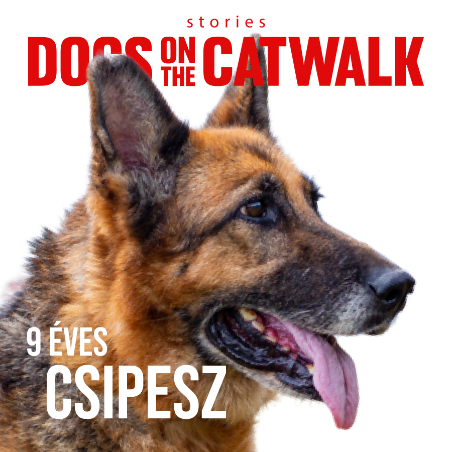 Kiskutyák a kifutón: Nemes ügy mellé álltak a sztárok -  -  - dogs on the catwalk, Kiskutyák a kifutón, kutyák, kutyus, örökbefogadás, örökbefogadható kutyák, 