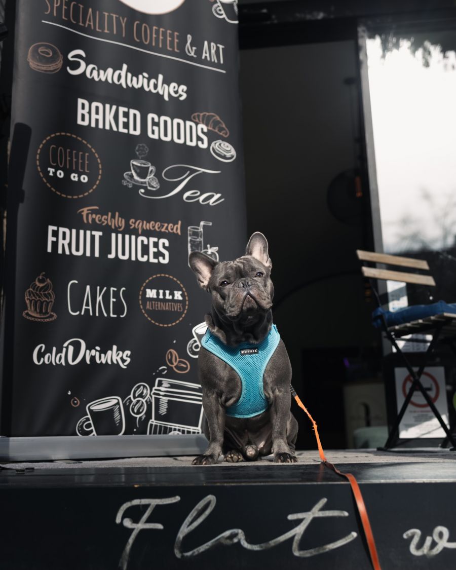 Impozáns és családias hely – Egy jó kávé mellett meginterjúvoltuk a Flat White Art  tulajdonosait -  -  - Flat white art, flat white kávé, kávézó, kávézó a várban, vár kávézó, 