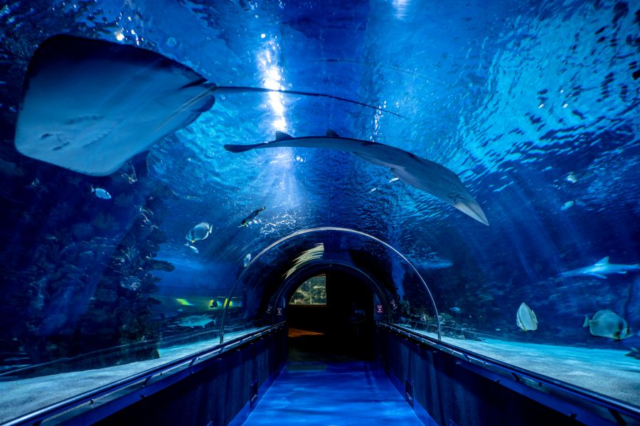 Idén 25 éves a Tropicárium! - STYLENEWS -  - tropicarium,