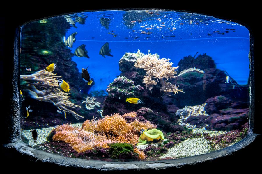 Tropicárium Magyarország különleges állatkertje - STYLENEWS -  - tropicarium, 