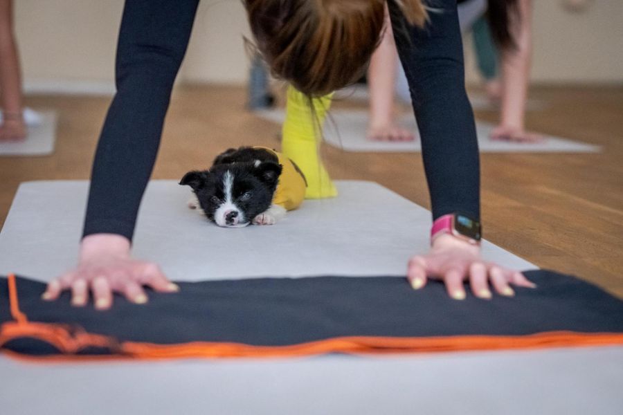 Kutyabarát programokkal hívja fel a felelős állattartásra a figyelmet a Minaro Hotel Tokaj MGallery - ÉN -  - minaro hotel, minaro hotel tokaj, puppy yoga budapest, 