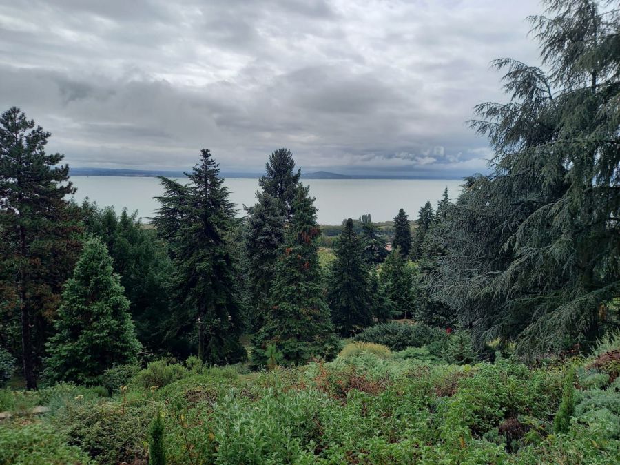 A magyar fenyőmágus, akinek fáit Japántól Kaliforniáig imádják - STYLENEWS -  - conifers garden, faiskola, fenyők, fenyőmágus, 