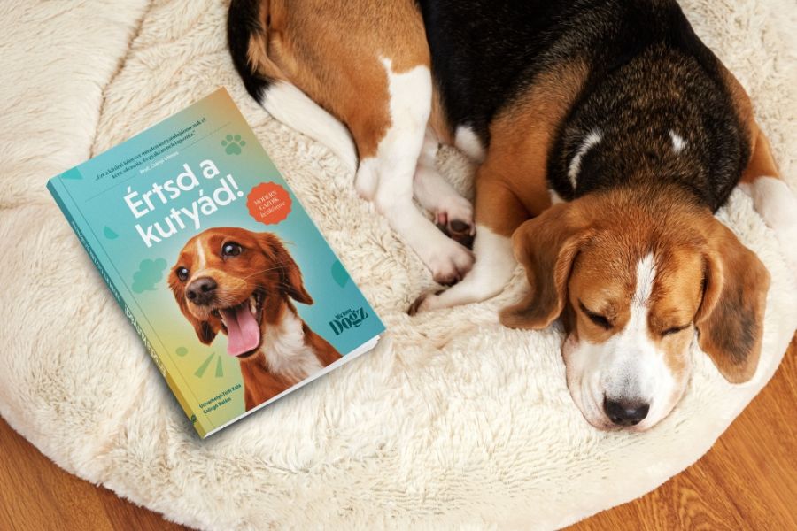 Határok nélkül nincs boldog  EB és GAZDI sem - STYLELIFE -  - felelős állattartás, kutya, kutya nevelése, kutyaoktató, 