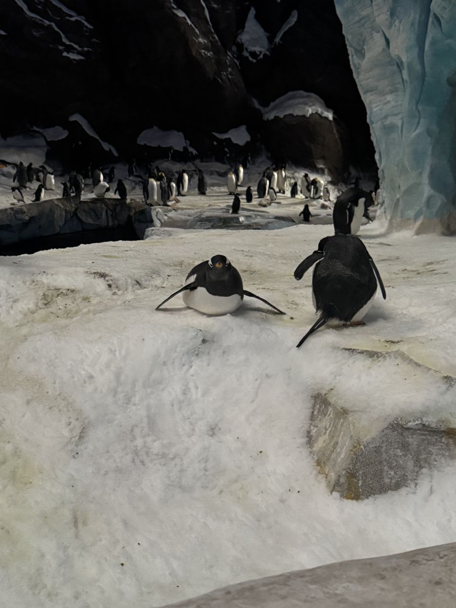 Mindenhol otthon :  A történet ahol én kezdődöm, avagy az első lélegzet idegen földön - ÉLETÉRZÉS -  - Dubaj, élet távol otthonról, idegen ország, otthon, utazás, 