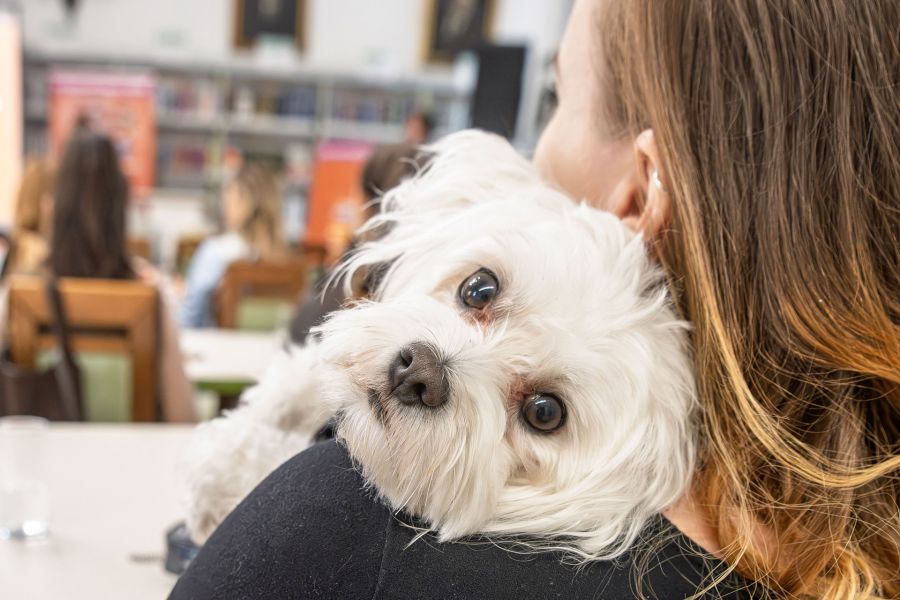 Tudatos gondoskodás négylábú családtagjainkért - STYLENEWS -  - 