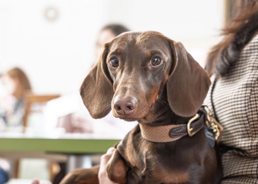 Tudatos gondoskodás négylábú családtagjainkért - STYLENEWS -  - 