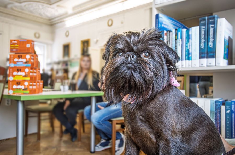 Tudatos gondoskodás négylábú családtagjainkért - STYLENEWS -  - 