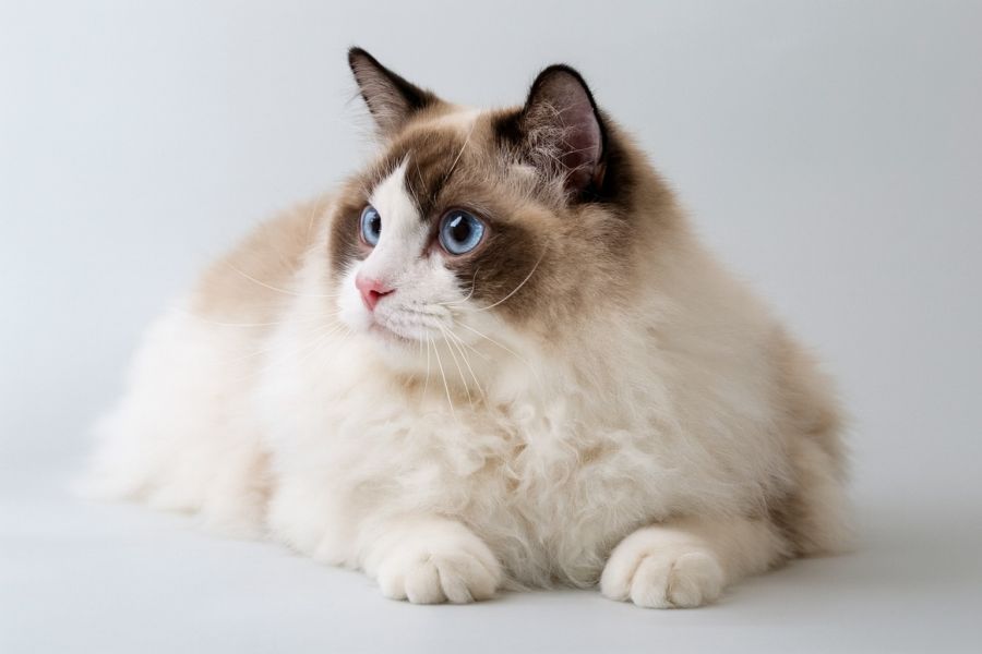 A cica nem eszik: mit jelez, és mikor kell azonnal orvos? - STYLELIFE -  - 