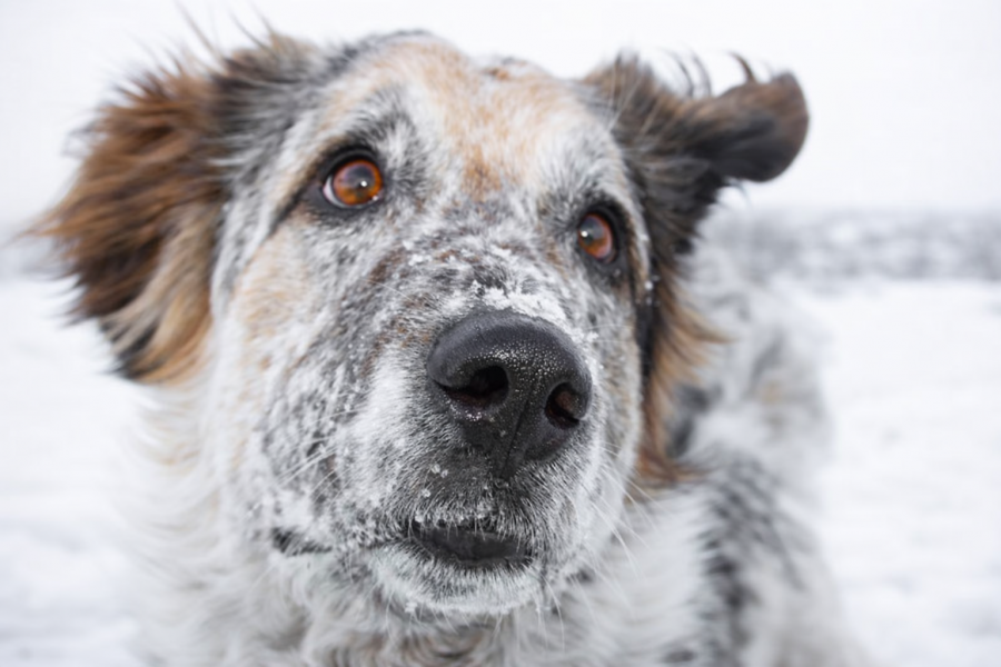 A legnagyobb félreértés a kutyák öregedéséről - STYLELIFE -  - kutya, kutya rossz közérzet, kutyák öregedése, 