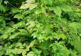 Jiaogulan, az ötlevelű ginseng -  -  - anyagcsere, ginseng, gyógytea, jiaogulan, tea, 