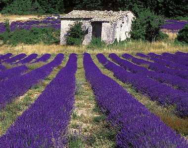 A levendula hazája - Utazás -  - Franciaország, levendula, Provence, 