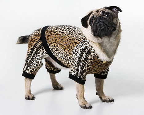 Roberto Cavalli Pets -  -  - divat, kutyaruha, Roberto Cavalli,