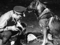 Híres kutyák a filmtörténetben -  -  - állatok, filmtörténet, kutya,