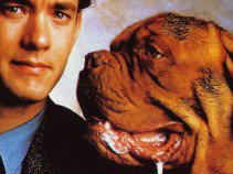 Híres kutyák a filmtörténetben -  -  - állatok, filmtörténet, kutya,