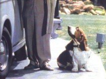 Híres kutyák a filmtörténetben -  -  - állatok, filmtörténet, kutya,