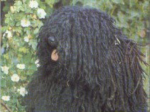 Híres kutyák a filmtörténetben -  -  - állatok, filmtörténet, kutya,