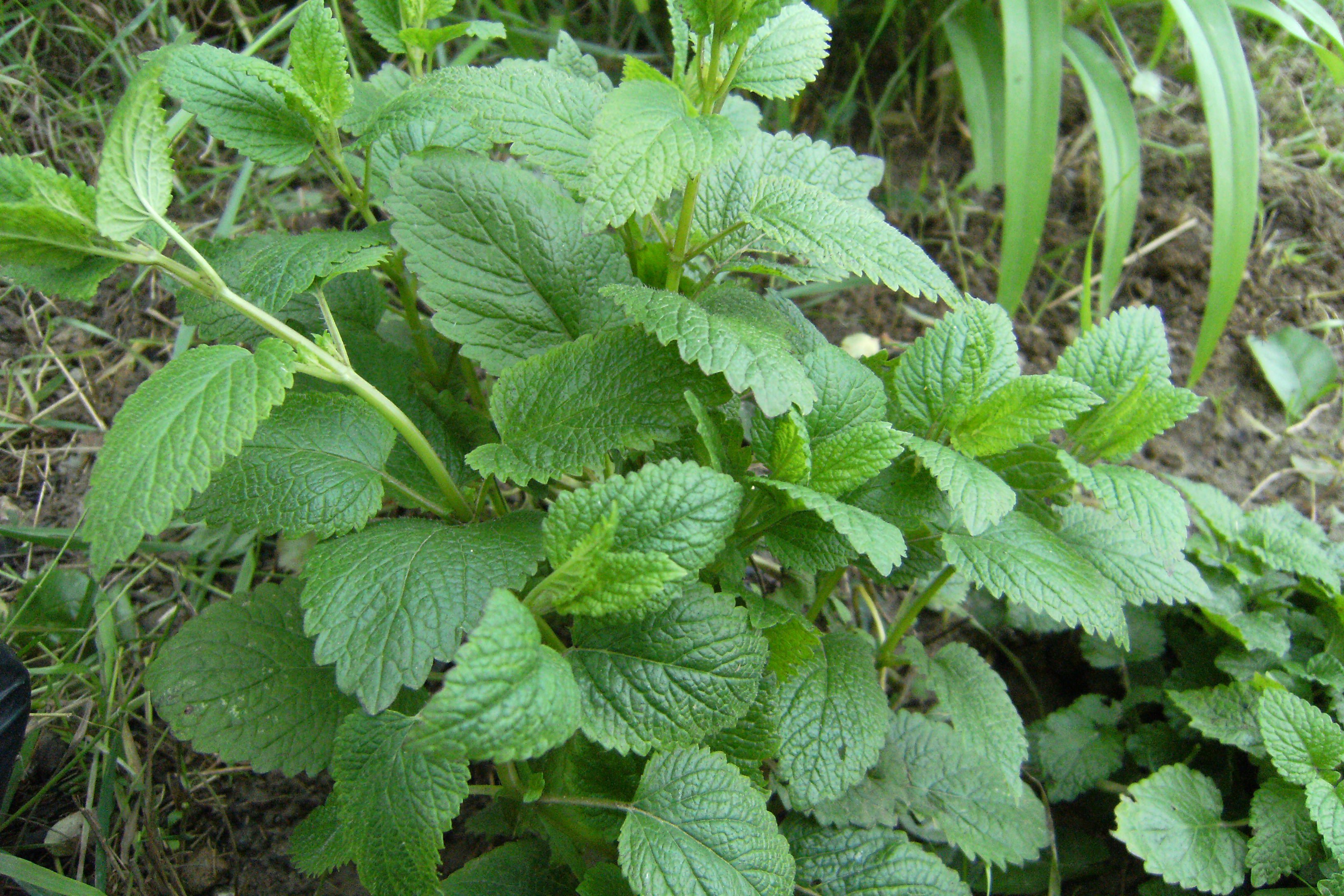 Citromfű - A nyugalom gyógynövénye -  -  - Alzheimer-szindróma, citromfű, gyógynövény, növény, nyugalom, 